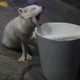 An arctic fox yawning.